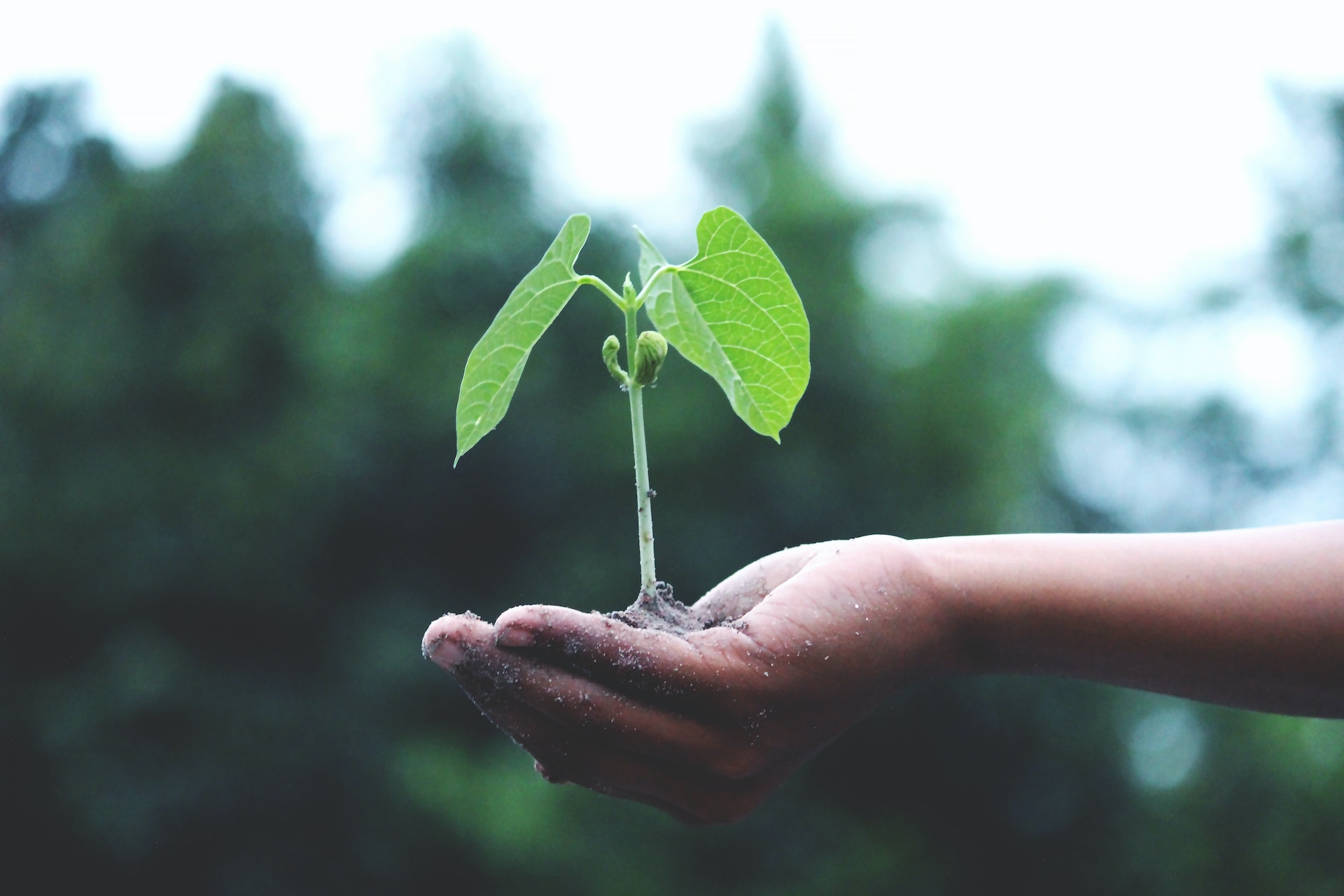 wat is ecologie wat is ecologie
